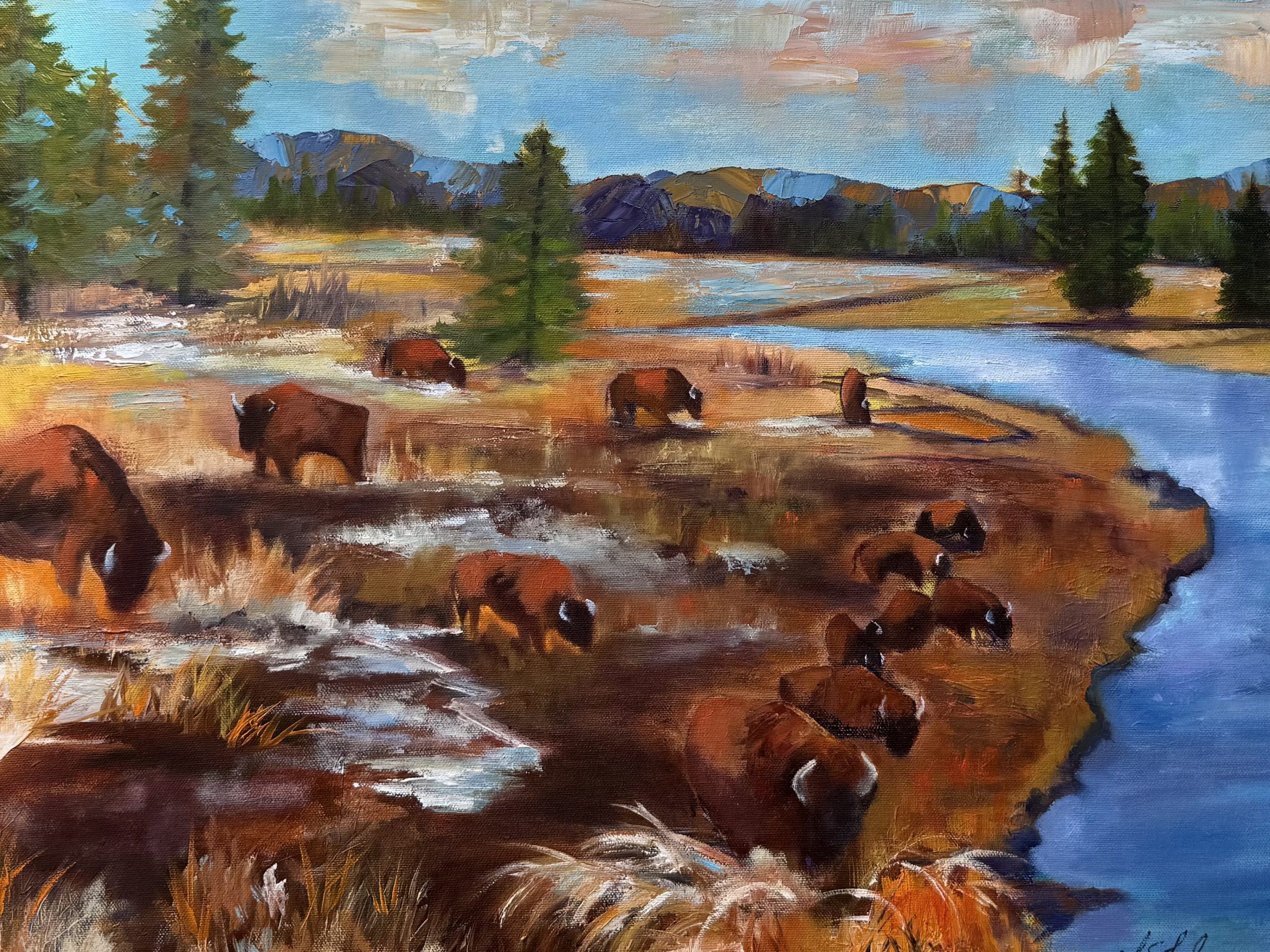 Buffaloes Grazing